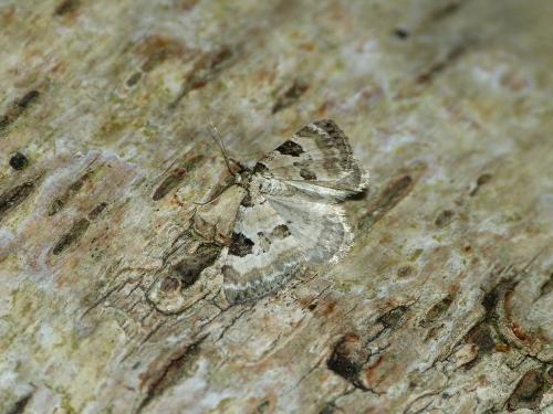 Réf. 222 142 : Perizoma blandiata